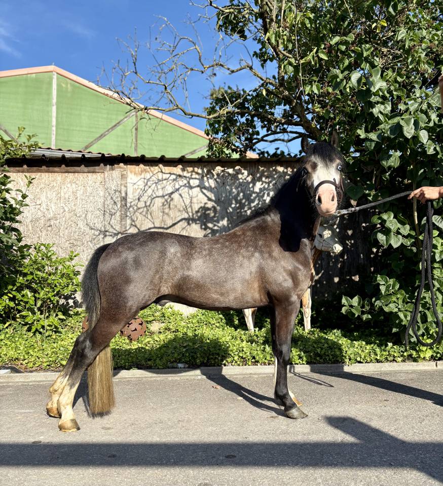 Ruin Welsh Pony (Section B) Te koop 2024 Bruinroan