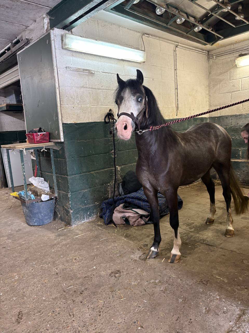 Ruin Welsh Pony (Section B) Te koop 2024 Bruinroan