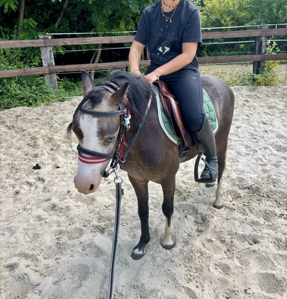 Ruin Welsh Pony (Section B) Te koop 2024 Bruinroan