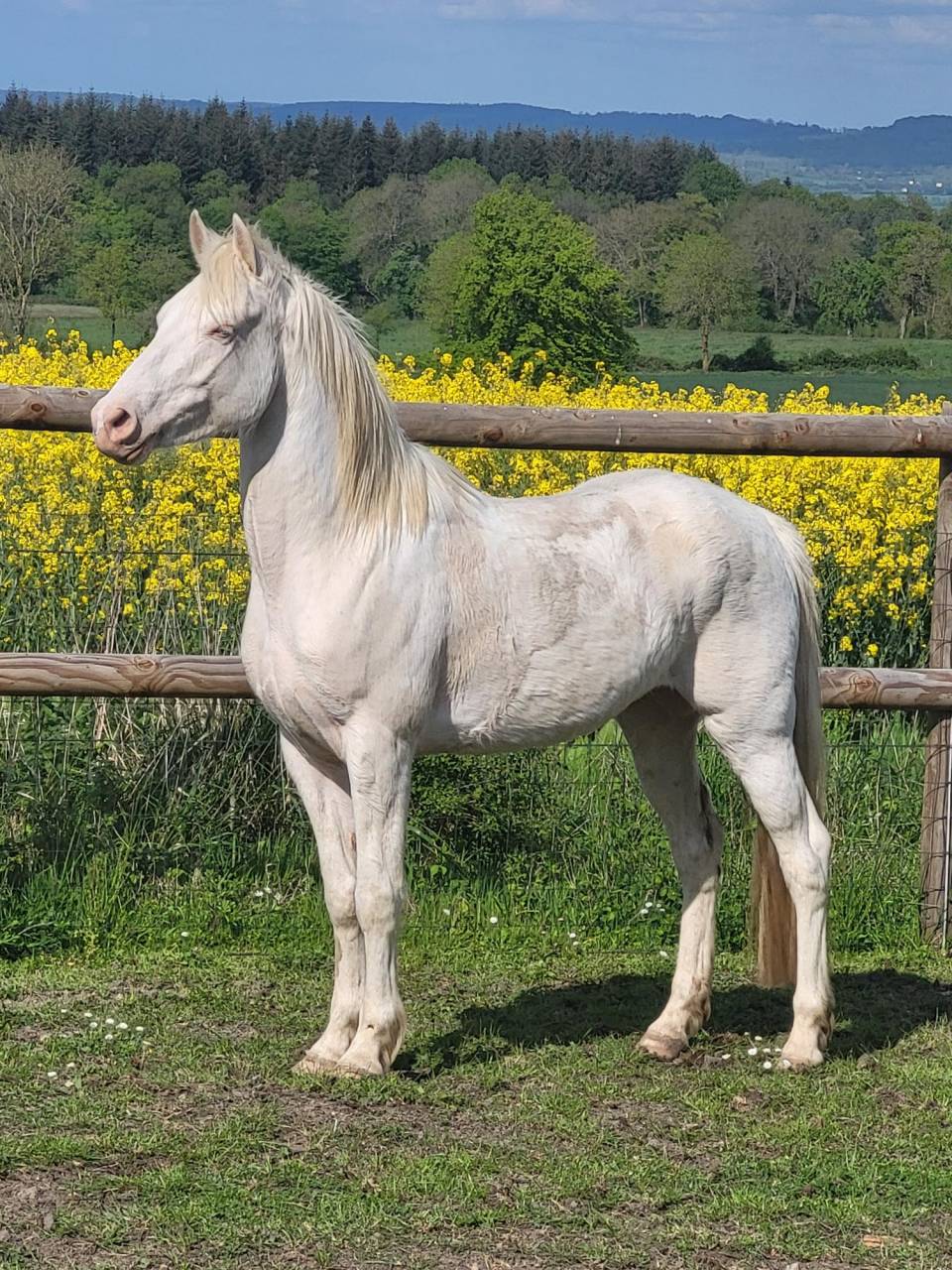 Ruin Andere pony rassen Te koop 2021 Cr&egrave;me ,  Galant de corbion