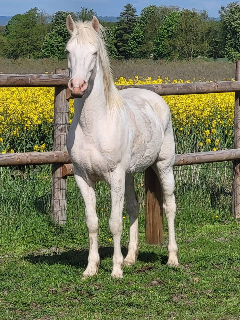 Ruin Andere pony rassen Te koop 2021 Cr&egrave;me ,  Galant de corbion