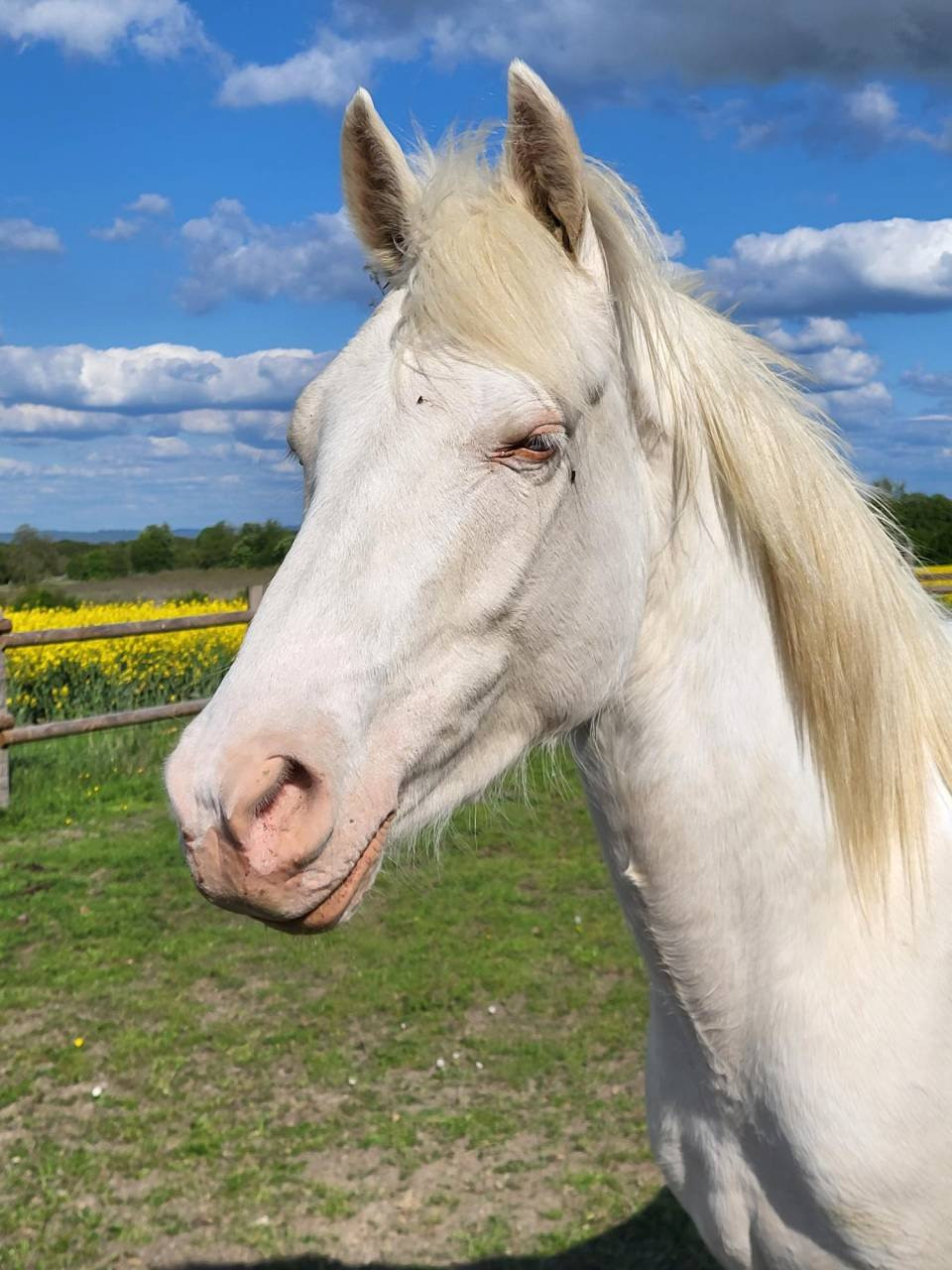 Ruin Andere pony rassen Te koop 2021 Cr&egrave;me ,  Galant de corbion