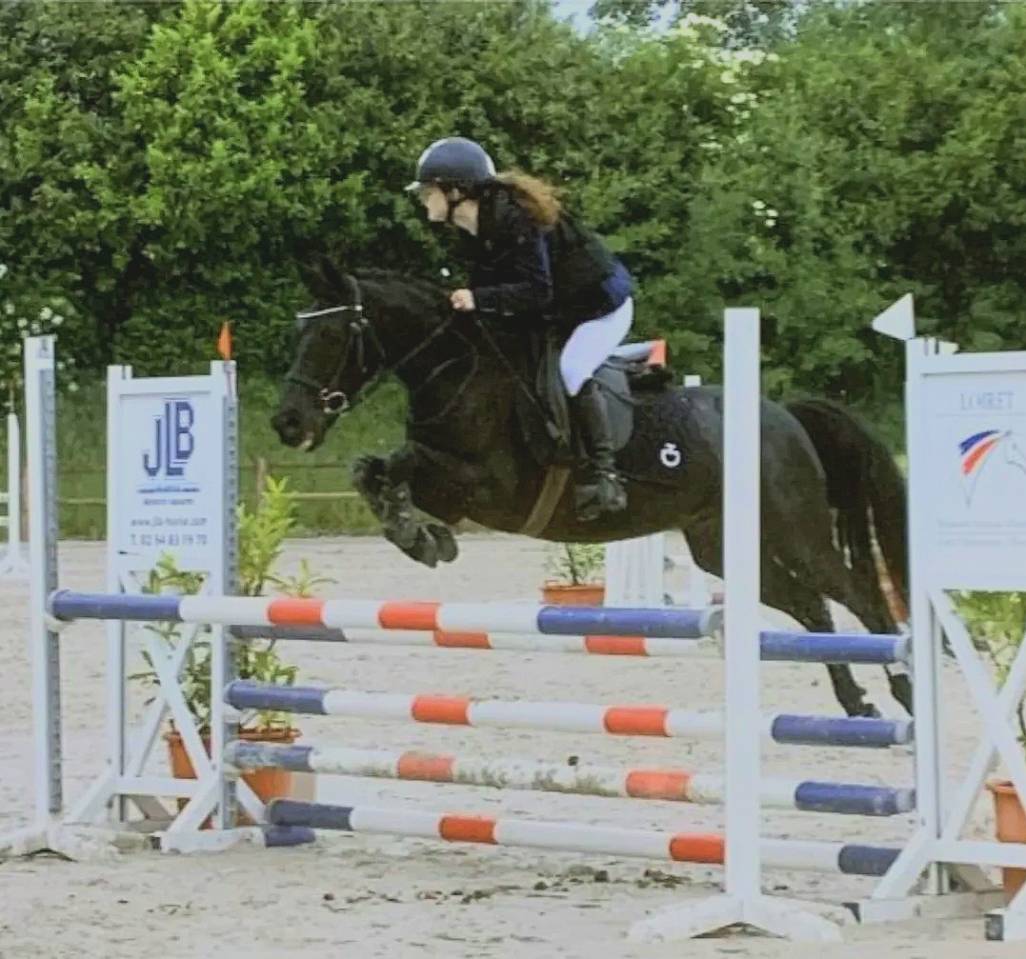 Ruin Bekend ras Te koop 2016 Bruin / Bai