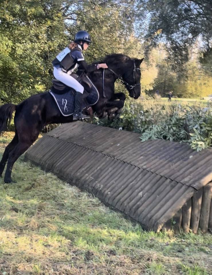 Ruin Bekend ras Te koop 2016 Bruin / Bai
