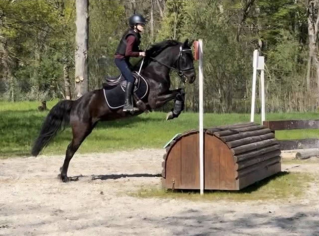 Ruin Bekend ras Te koop 2016 Bruin / Bai