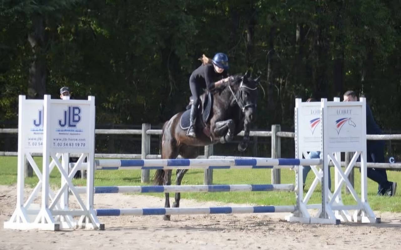 Ruin Bekend ras Te koop 2016 Bruin / Bai