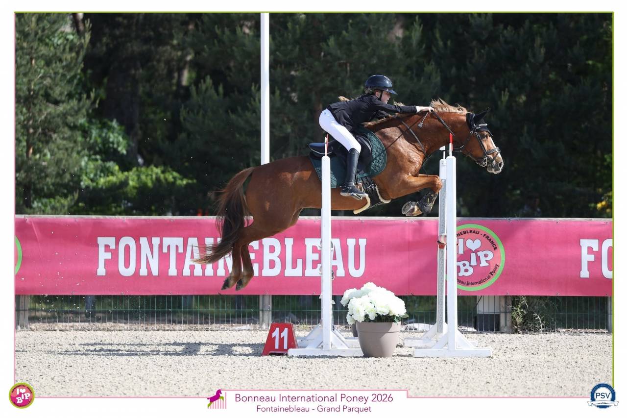 Merrie Franse rijpony PFS Te koop 2017 Vos