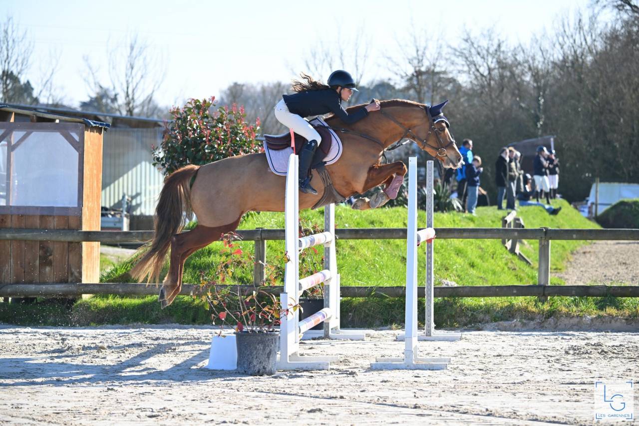 Merrie Franse rijpony PFS Te koop 2017 Vos