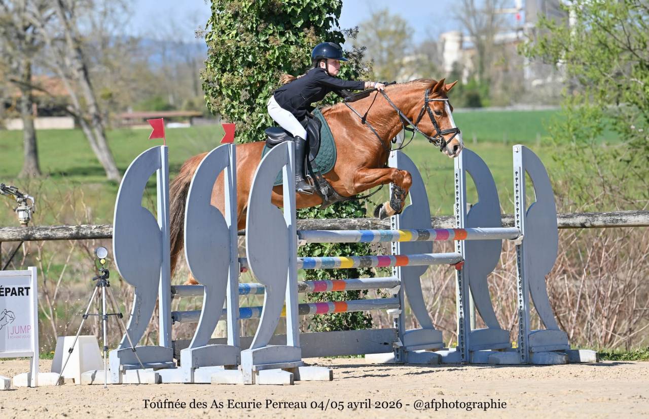 Merrie Franse rijpony PFS Te koop 2017 Vos