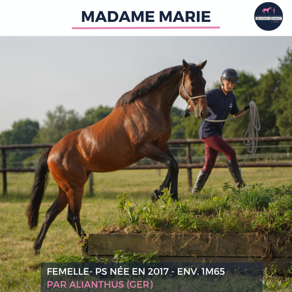 Merrie Volbloed Te koop 2017 Donker bruin / bai ,  ALIANTHUS (GER)