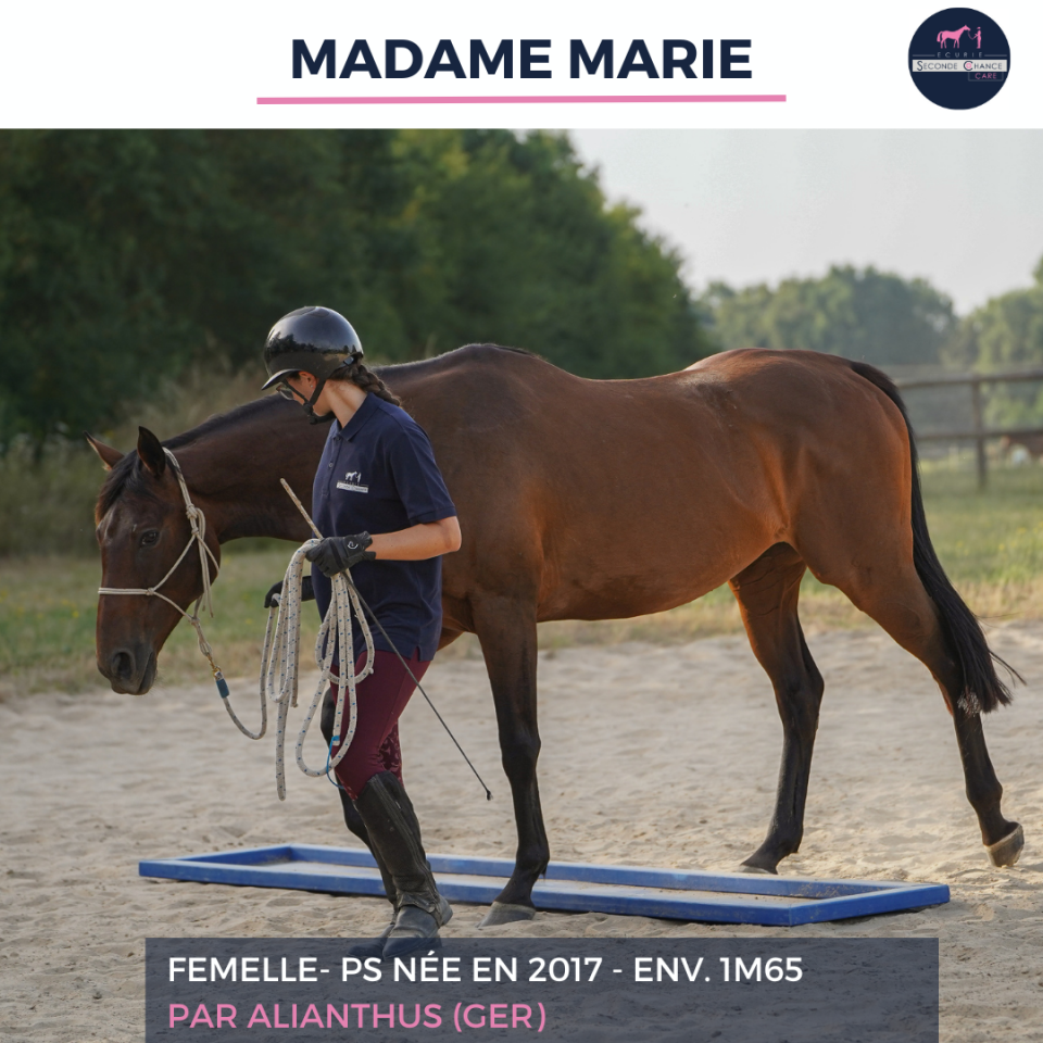 Merrie Volbloed Te koop 2017 Donker bruin / bai ,  ALIANTHUS (GER)