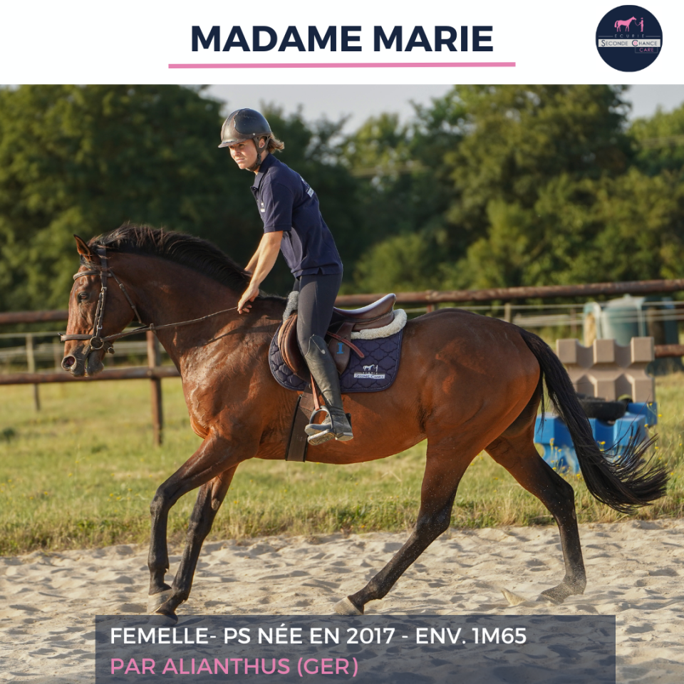 Merrie Volbloed Te koop 2017 Donker bruin / bai ,  ALIANTHUS (GER)
