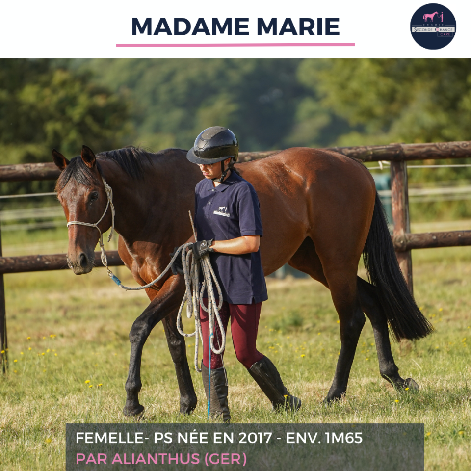 Merrie Volbloed Te koop 2017 Donker bruin / bai ,  ALIANTHUS (GER)