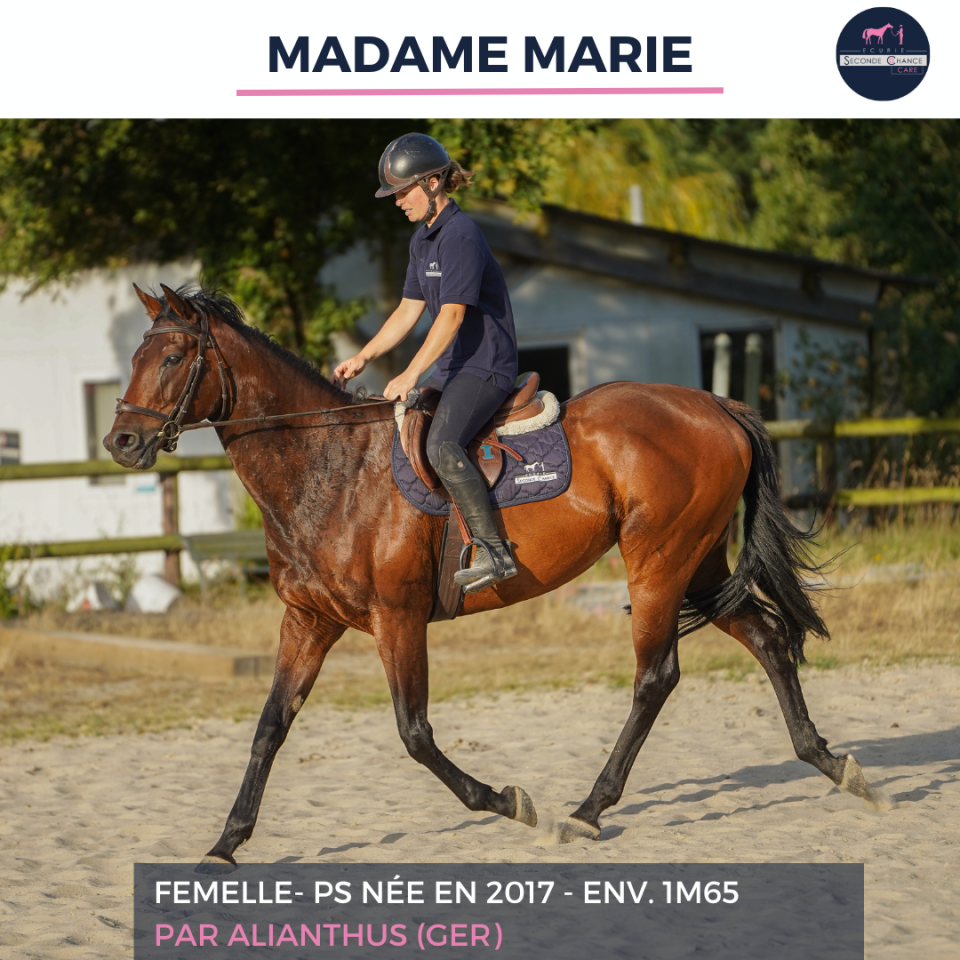Merrie Volbloed Te koop 2017 Donker bruin / bai ,  ALIANTHUS (GER)