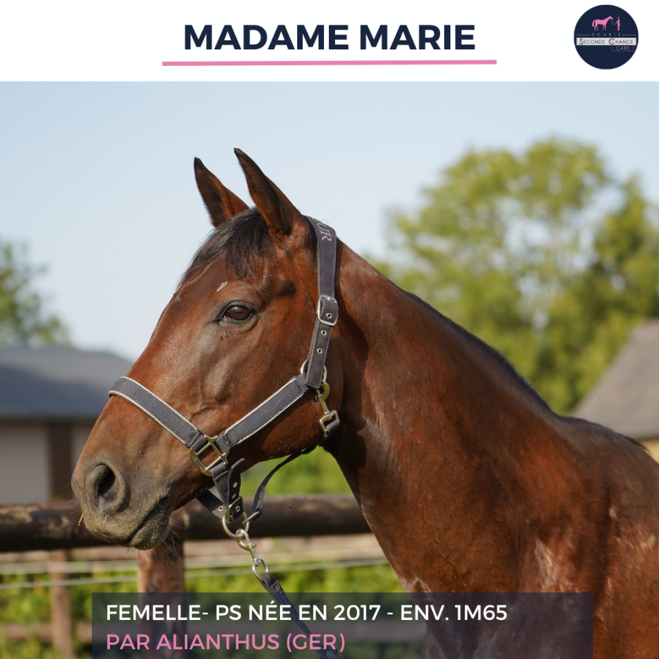 Merrie Volbloed Te koop 2017 Donker bruin / bai ,  ALIANTHUS (GER)