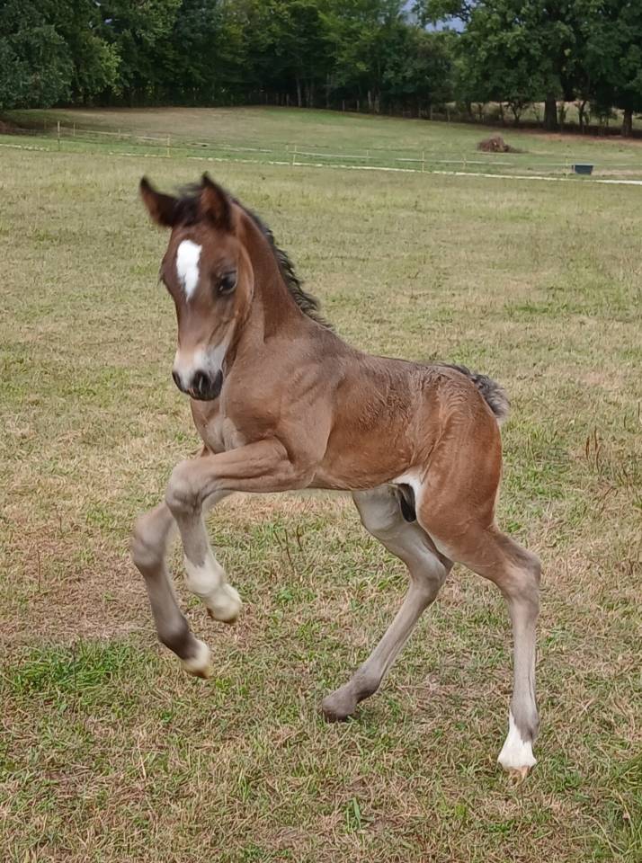 Hengst Welsh Pony (Section D), Welsh Cob  Te koop 2025 Bruin / Bai ,  Jon Snow Dragwyddol