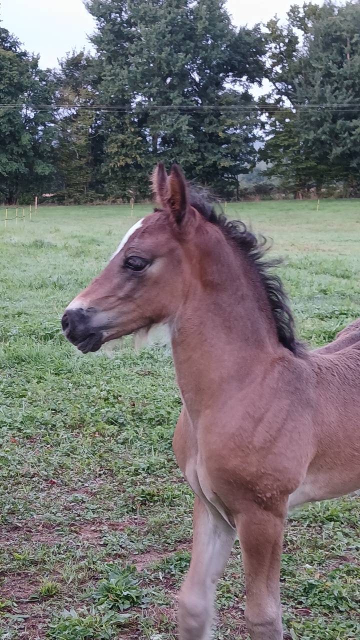 Hengst Welsh Pony (Section D), Welsh Cob  Te koop 2025 Bruin / Bai ,  Jon Snow Dragwyddol
