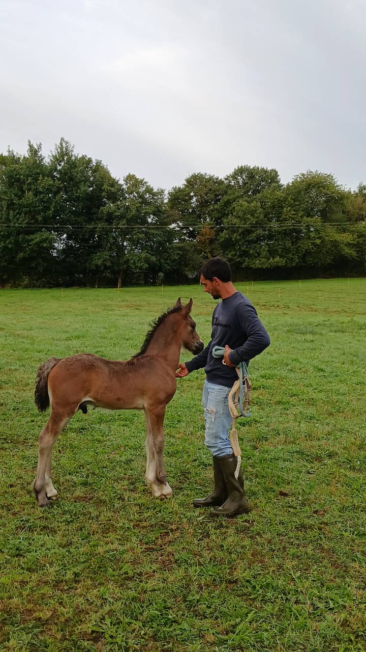 Hengst Welsh Pony (Section D), Welsh Cob  Te koop 2025 Bruin / Bai ,  Jon Snow Dragwyddol