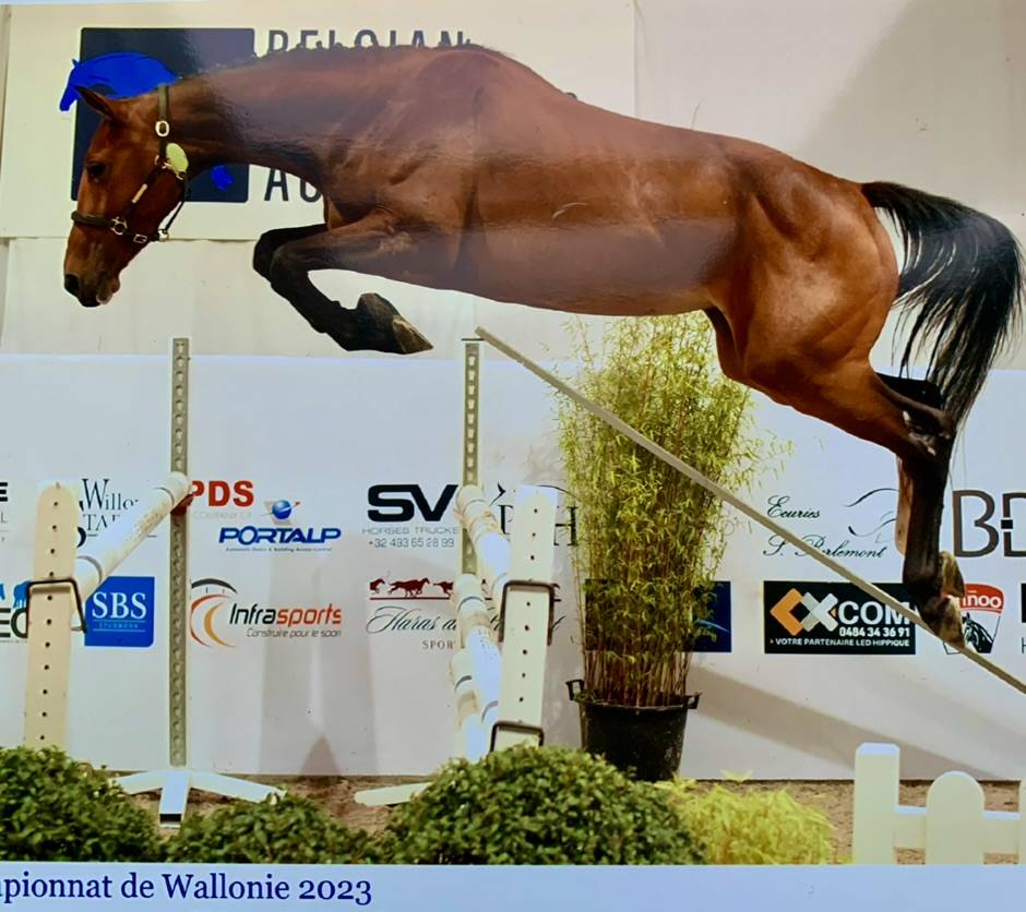 Merrie Belgisch sportpaard Te koop 2020 Donker bruin / bai ,  Jasco du Bourbecq