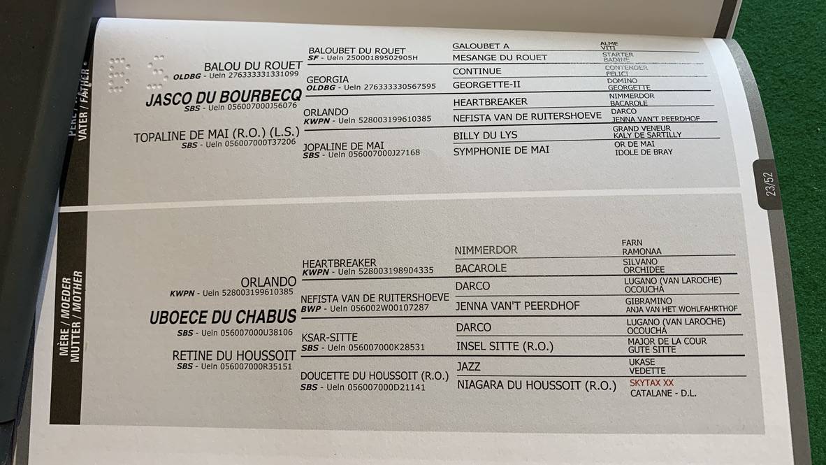 Merrie Belgisch sportpaard Te koop 2020 Donker bruin / bai ,  Jasco du Bourbecq