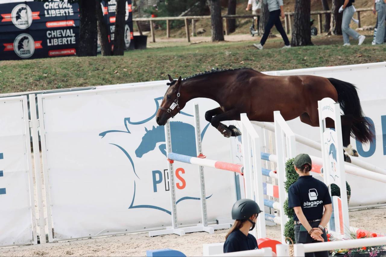 Merrie Franse rijpony PFS Te koop 2023 Donker bruin / bai