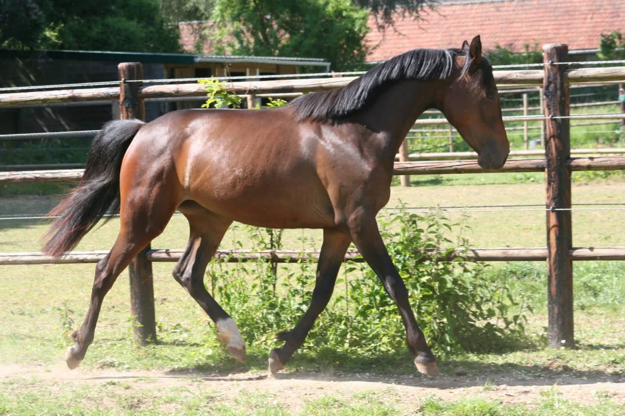 Merrie Franse rijpony PFS Te koop 2023 Donker bruin / bai