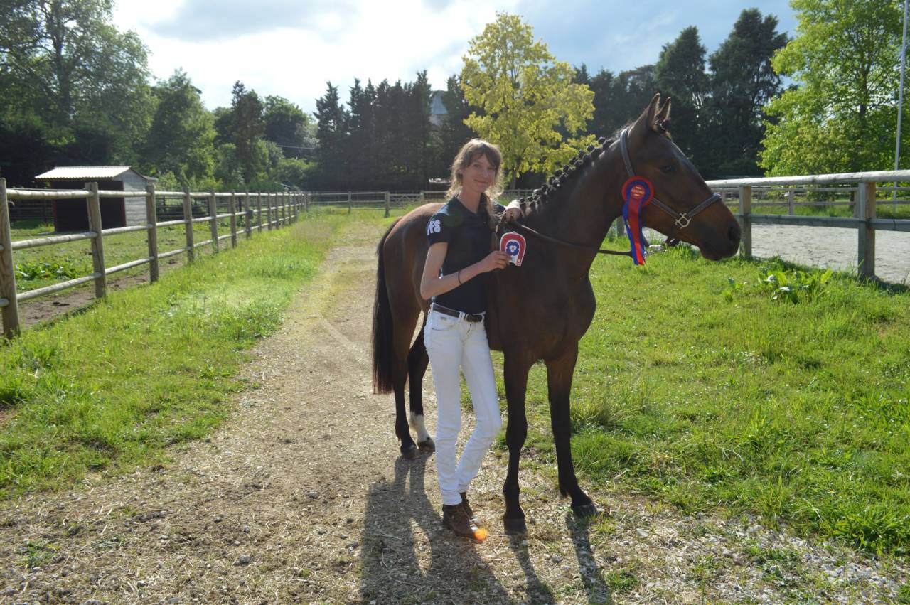 Merrie Franse rijpony PFS Te koop 2023 Donker bruin / bai