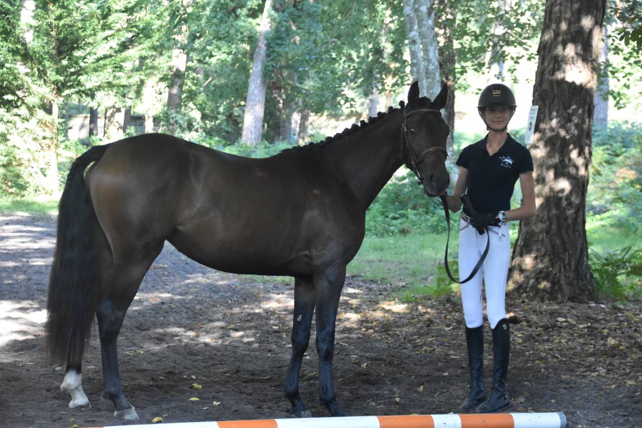 Merrie Franse rijpony PFS Te koop 2023 Donker bruin / bai