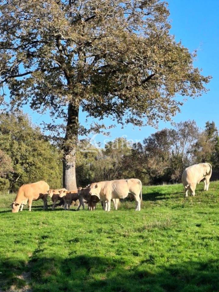 Ander plattelands vastgoed Koop Loire-Atlantique