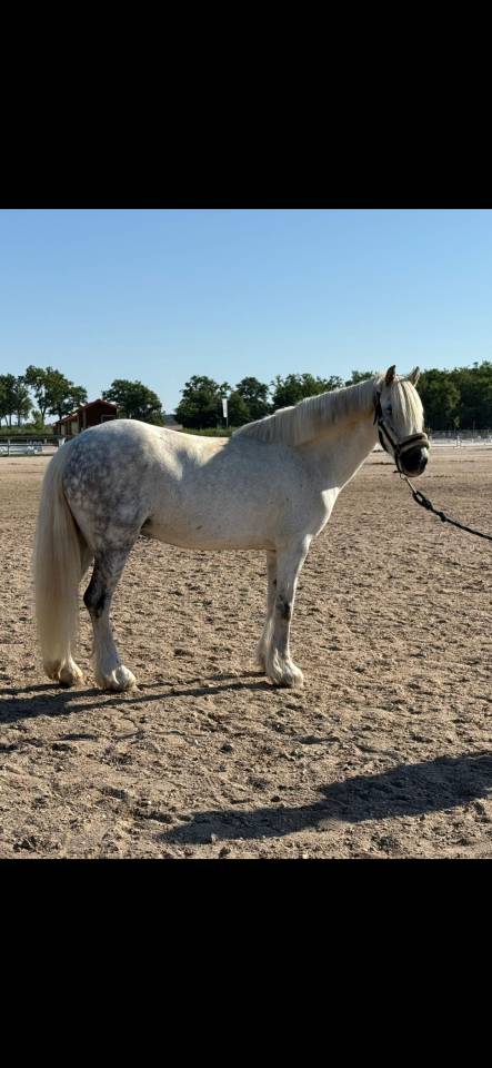 Merrie Ras onbekend Te koop 2016 Wit