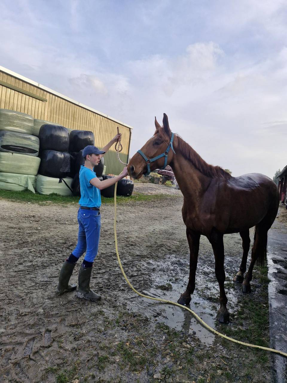 Ruin Franse draver  Te koop 2019 Vos