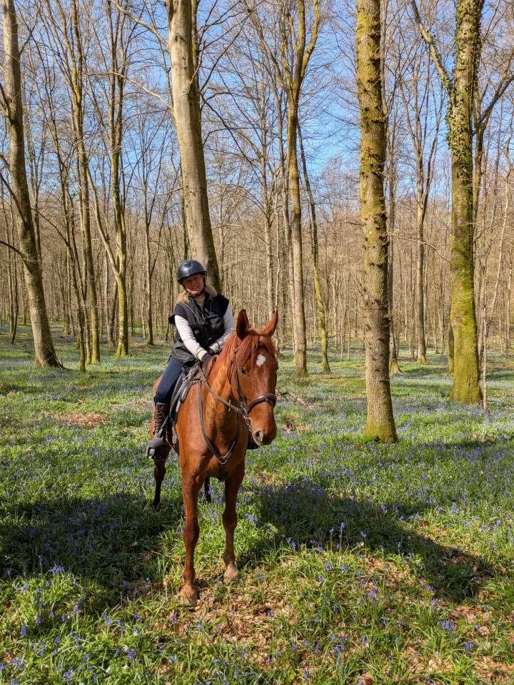 Ruin Franse draver  Te koop 2019 Vos