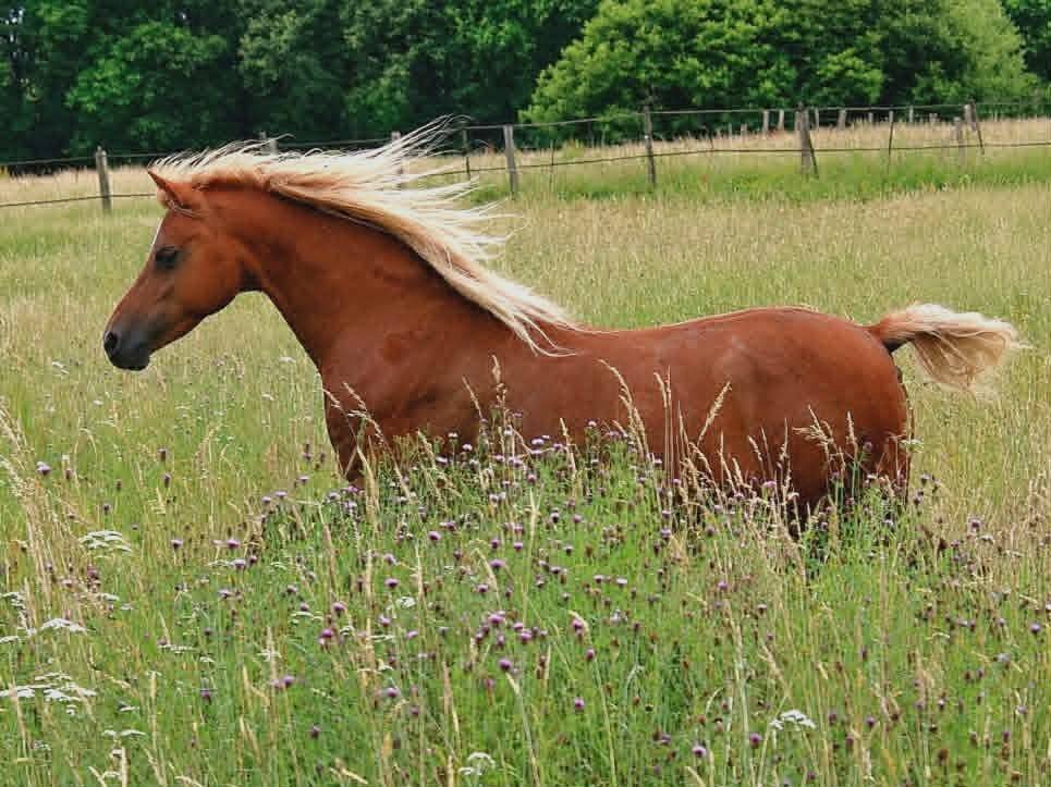 Draagmerrie Welsh Pony (Section B) Te koop 2013 Vos ,  Beschenhof Darwin