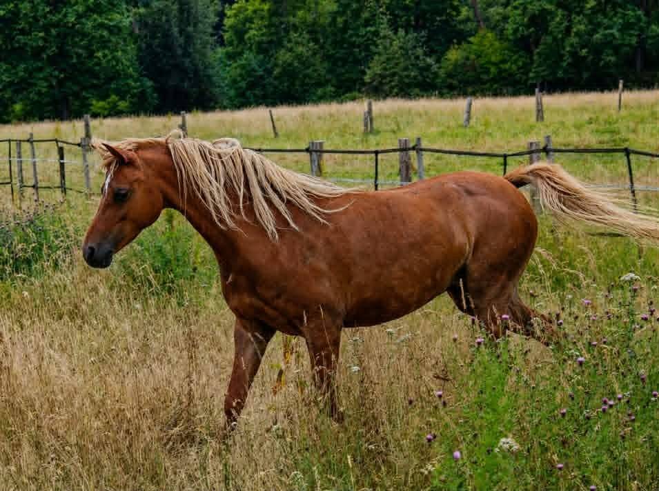 Draagmerrie Welsh Pony (Section B) Te koop 2013 Vos ,  Beschenhof Darwin