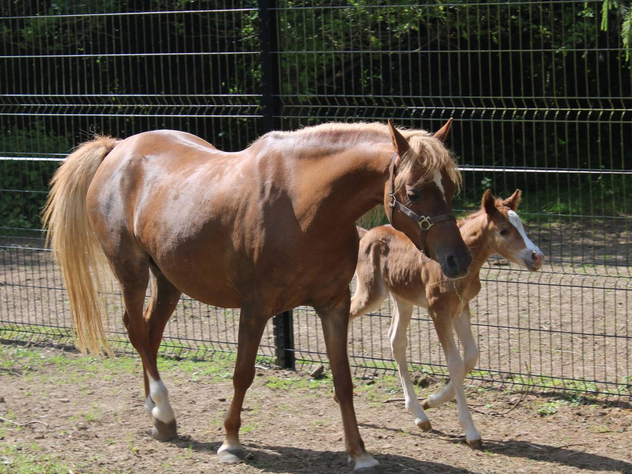 Draagmerrie Welsh Pony (Section B) Te koop 2013 Vos ,  Beschenhof Darwin