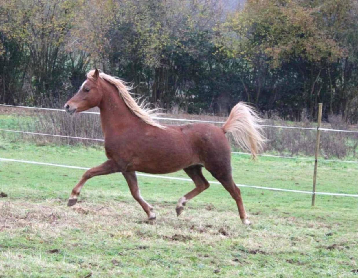 Draagmerrie Welsh Pony (Section B) Te koop 2013 Vos ,  Beschenhof Darwin
