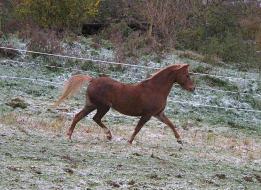 Draagmerrie Welsh Pony (Section B) Te koop 2013 Vos ,  Beschenhof Darwin