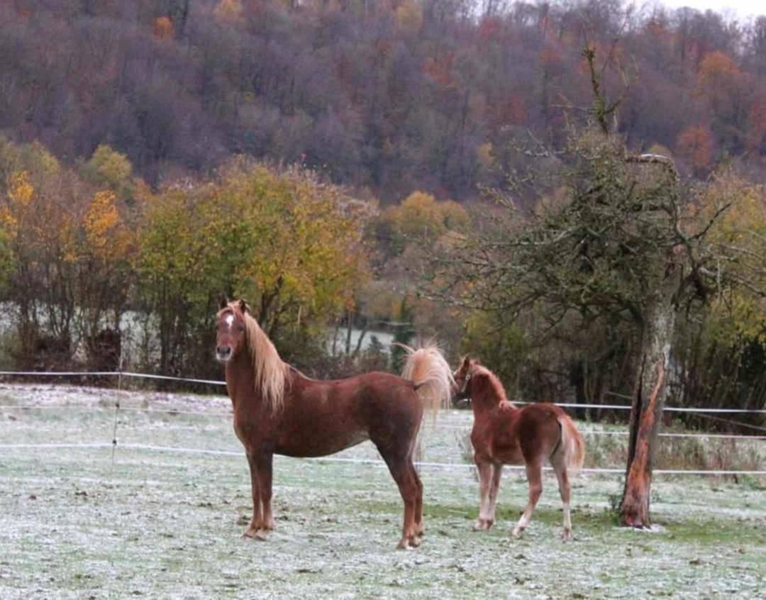 Draagmerrie Welsh Pony (Section B) Te koop 2013 Vos ,  Beschenhof Darwin