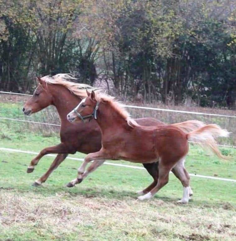 Draagmerrie Welsh Pony (Section B) Te koop 2013 Vos ,  Beschenhof Darwin