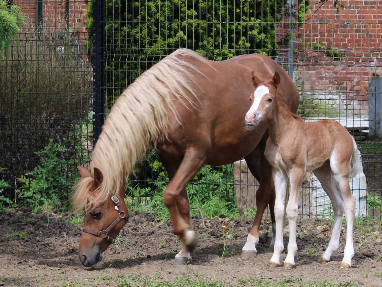 Draagmerrie Welsh Pony (Section B) Te koop 2013 Vos ,  Beschenhof Darwin