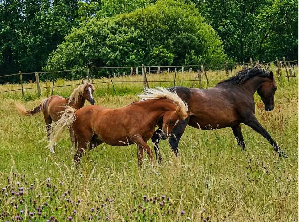 Draagmerrie Welsh Pony (Section B) Te koop 2013 Vos ,  Beschenhof Darwin