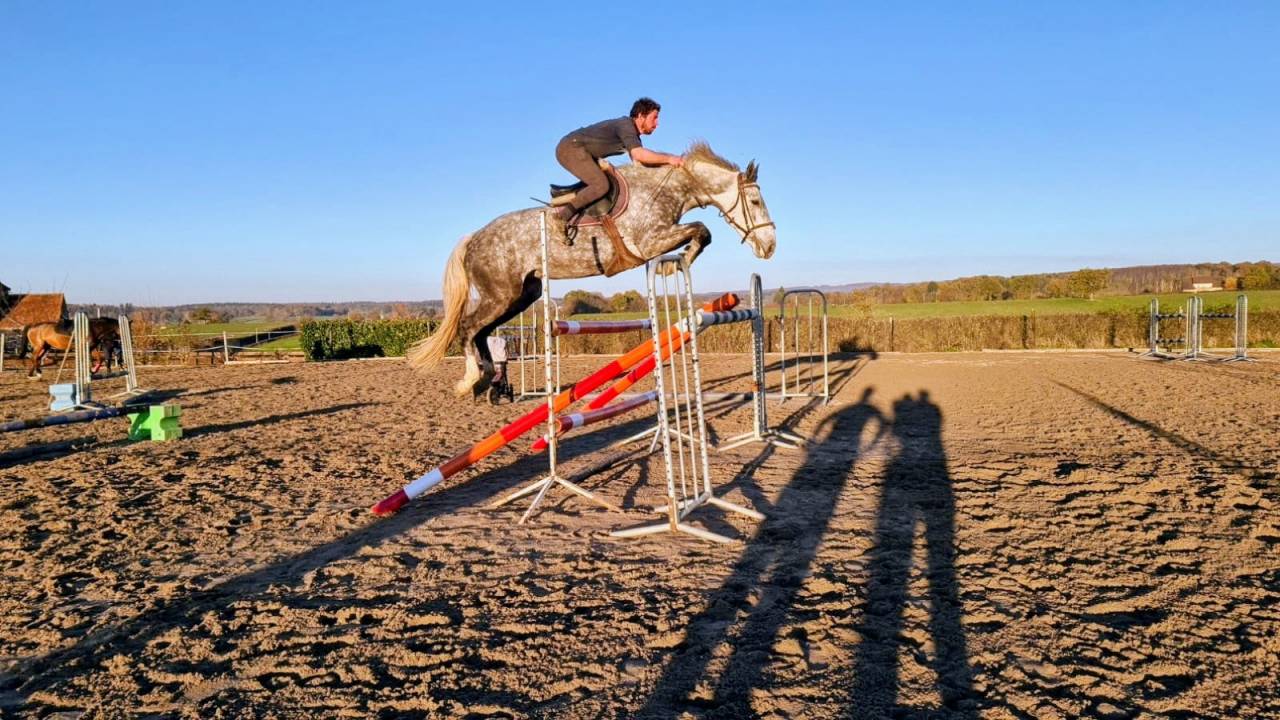 Draagmerrie Zangersheide Te koop 2014 Schimmel