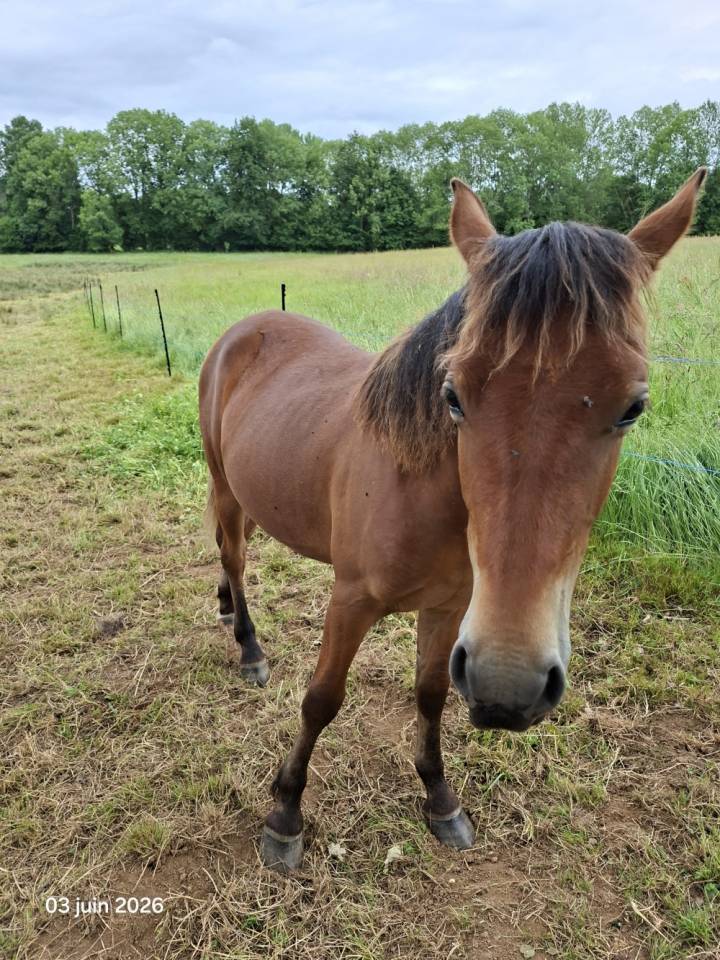 Ruin New Forest Te koop 2025 Donker bruin / bai ,  LUX DU BOIS BOURDIN
