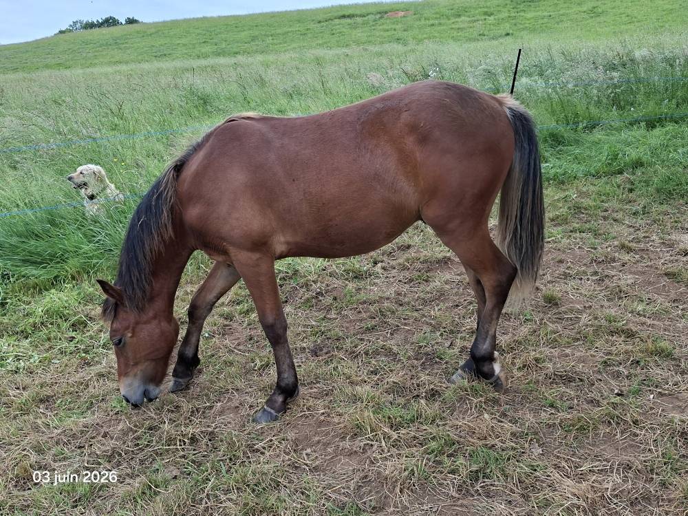 Ruin New Forest Te koop 2025 Donker bruin / bai ,  LUX DU BOIS BOURDIN