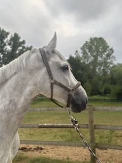Ruin Zangersheide Te koop 2018 Schimmel ,  CORNET OBOLENSKY