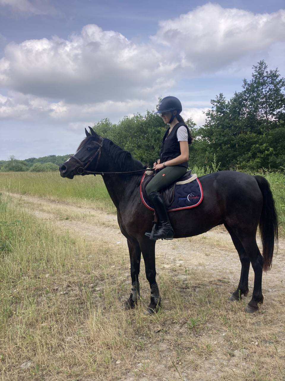 Merrie Franse rijpony PFS Te koop 2018 Zwart ,  &Eacute;tam d&rsquo;Odival