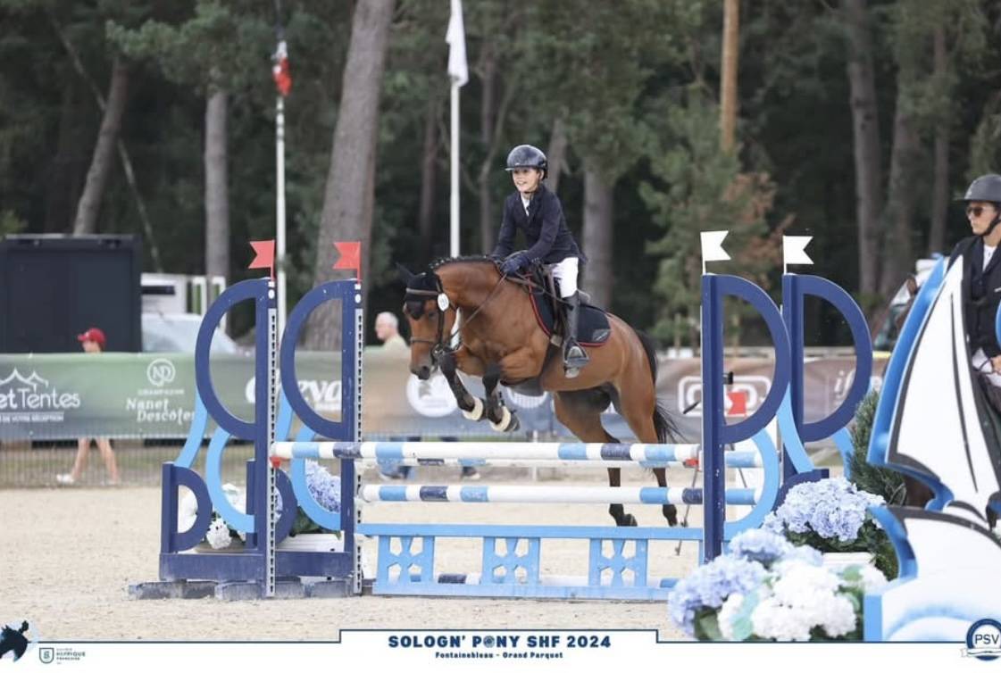 Merrie Welsh Partbred Te koop 2019 Donker bruin / bai ,  QUALITY TOUCH