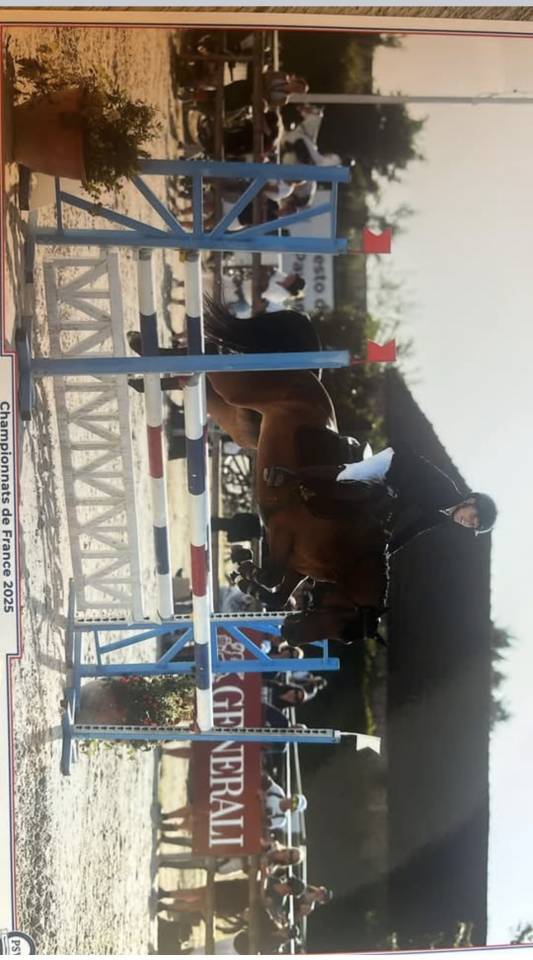 Merrie Welsh Partbred Te koop 2019 Donker bruin / bai ,  QUALITY TOUCH