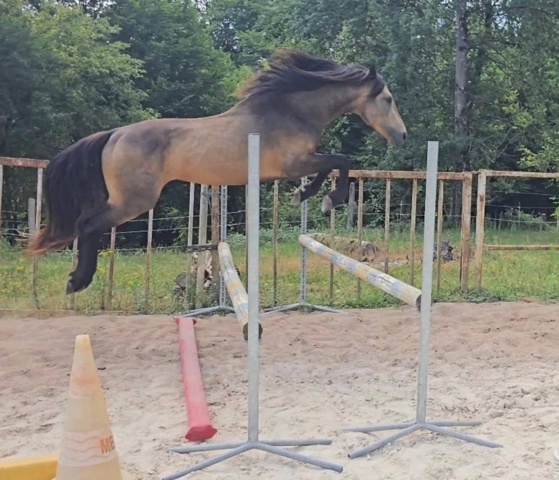 Dekhengst Connemara Te koop 2022 Isabel ,  Magherafadd  lad IRL