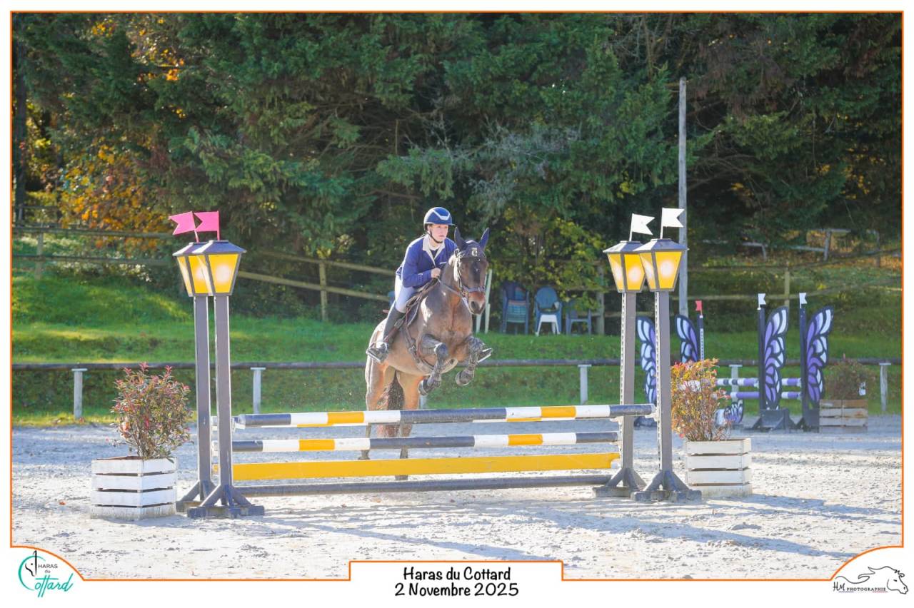 Merrie Connemara Te koop 2015 Donker bruin / bai ,  Tempo Active Atlas